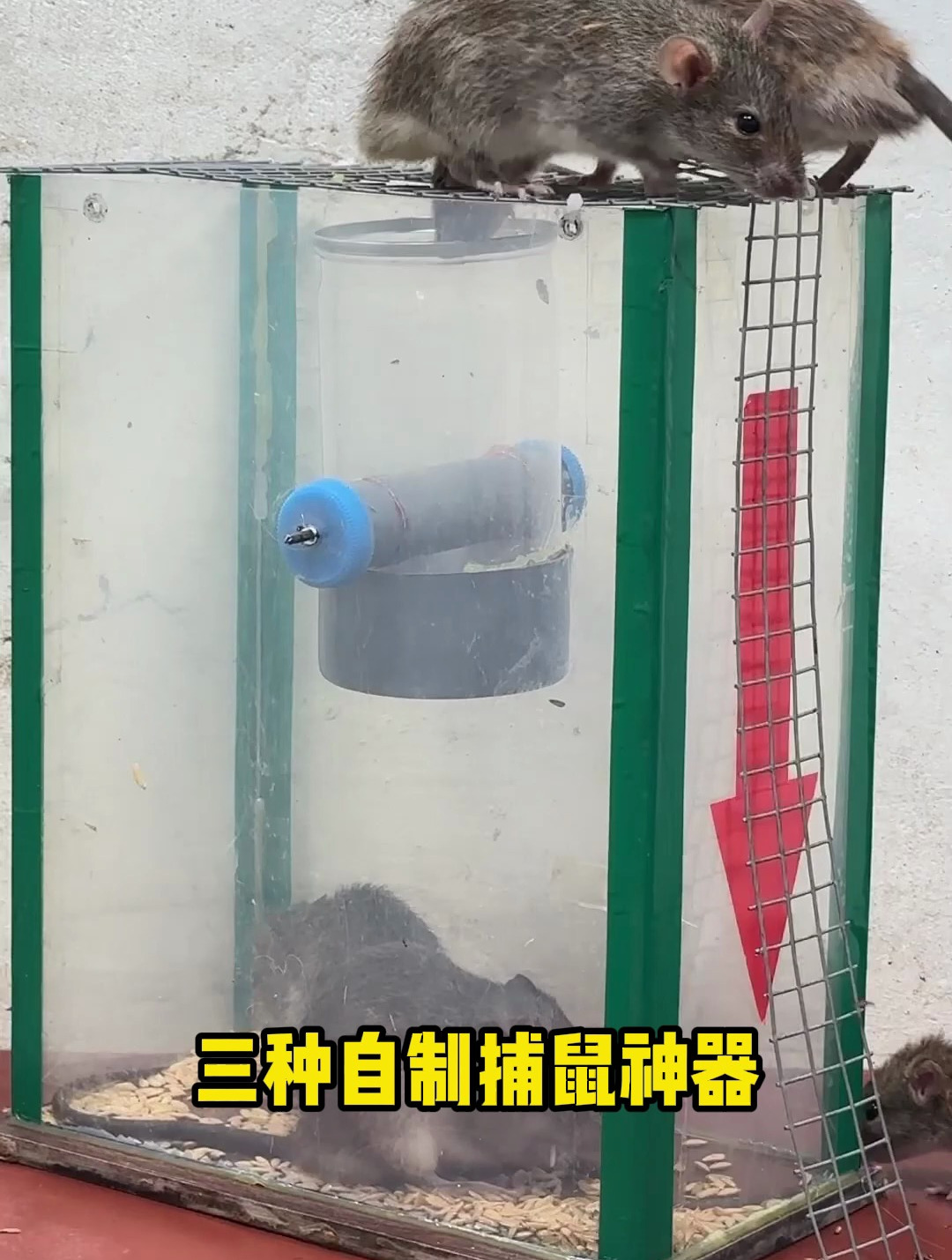 3种简单实用的捕鼠神器,老鼠一抓一个准!