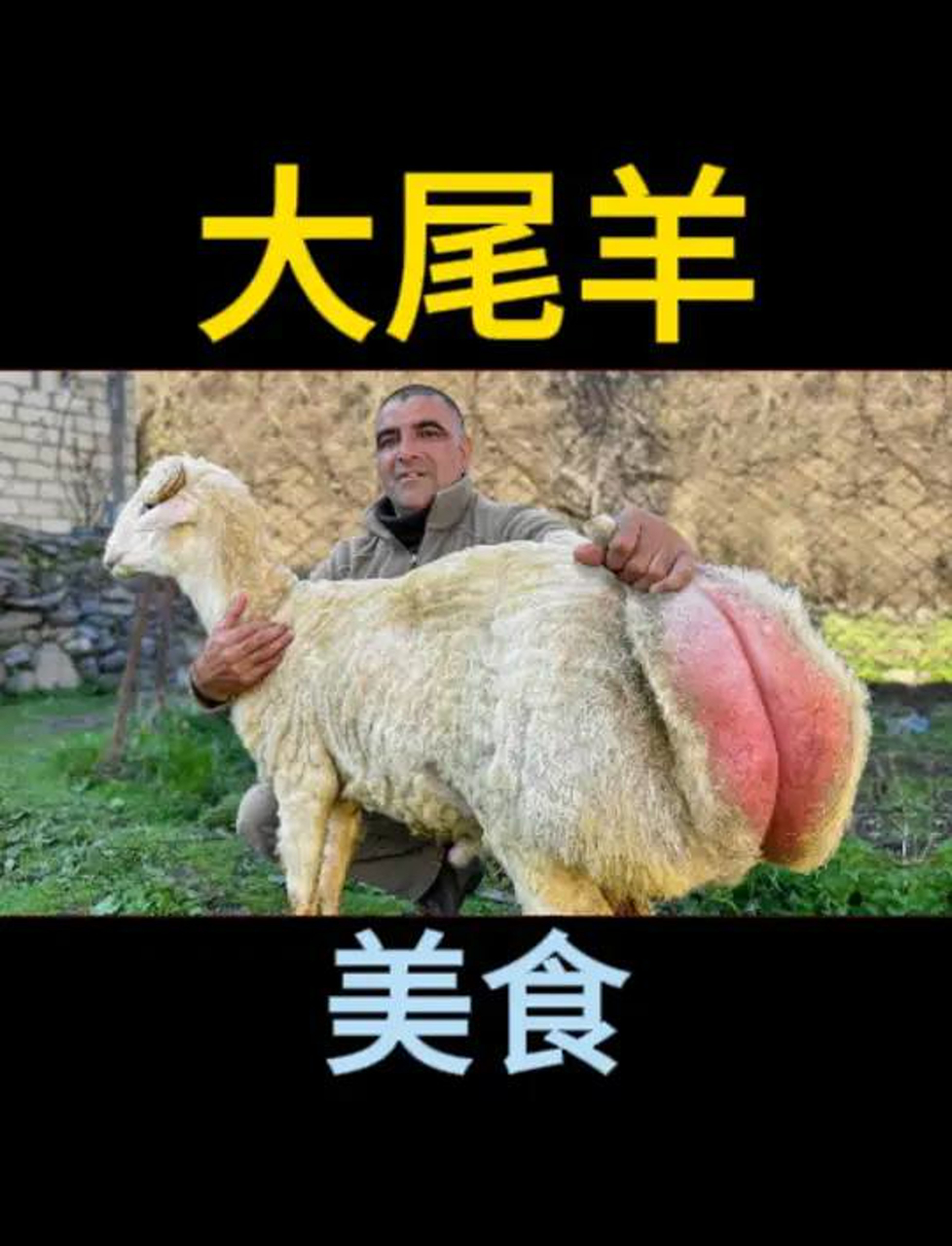 阿塞拜疆人宰大尾巴羊,瞧瞧他们怎么烹饪美食,向往的生活