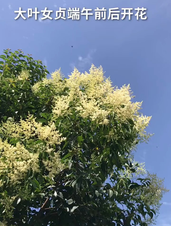 大叶女贞白蜡树天晴零星流蜜 蜜蜂