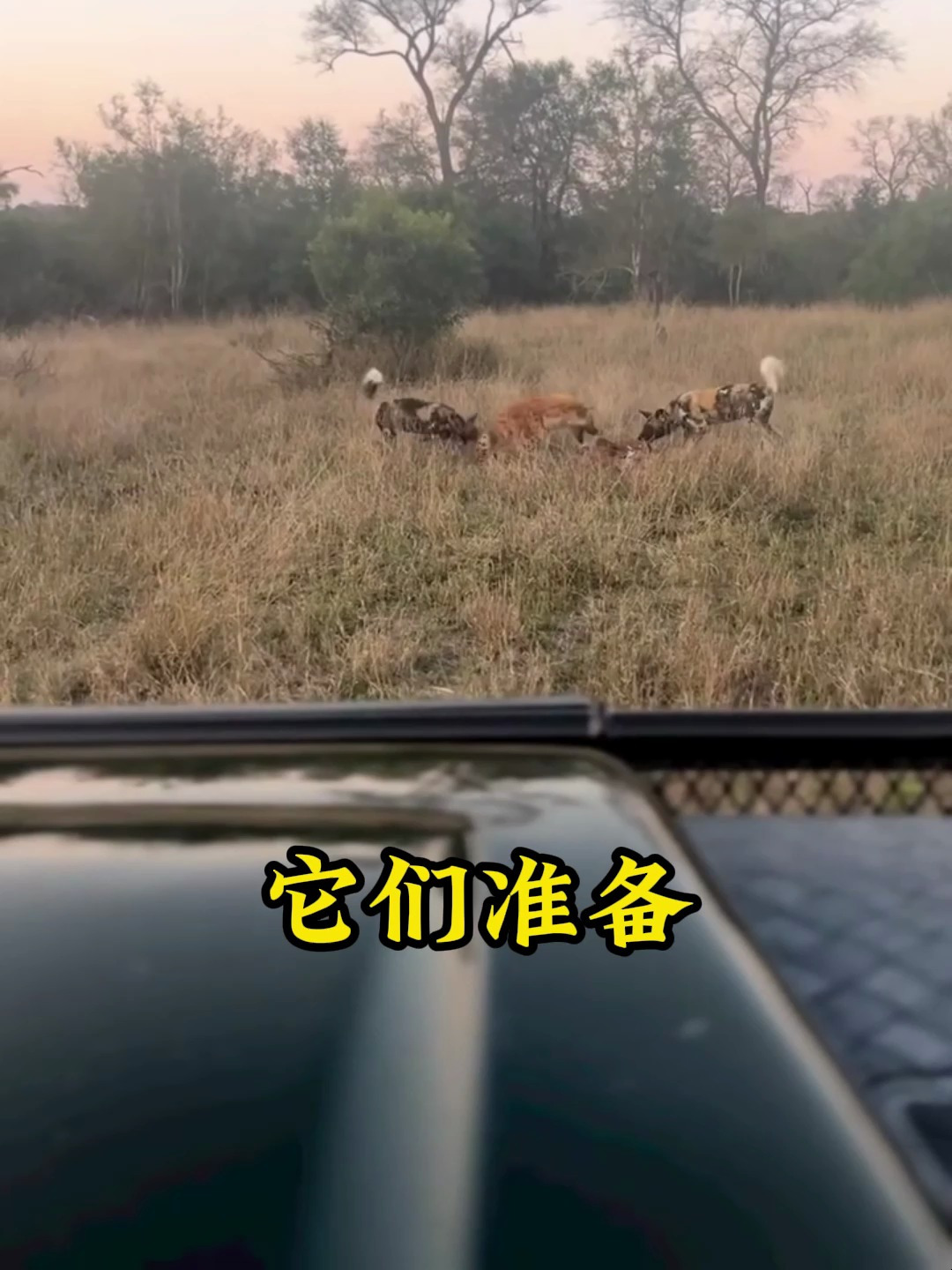 草原二哥鬣狗为了节省体力居然去抢野狗的食物