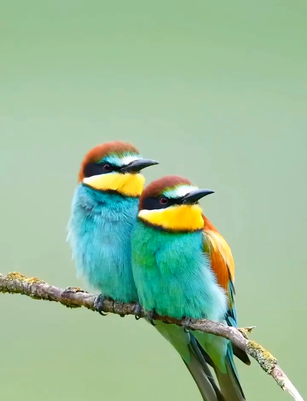 树上的鸟儿双双飞,鸟儿的日子真惬意