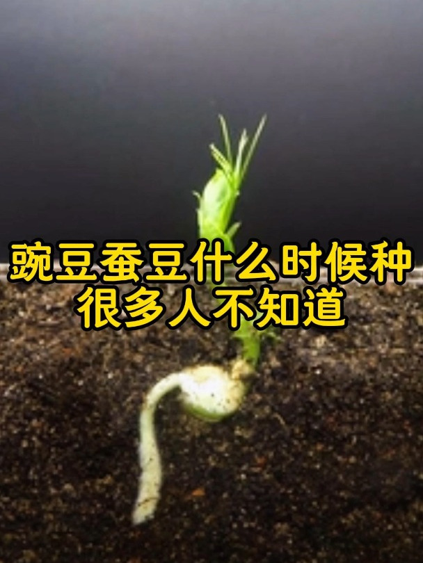 豌豆蚕豆种植时间你知道吗?
