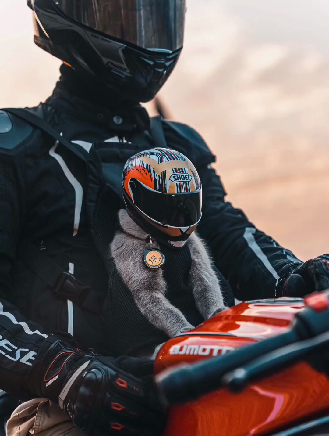 随机迷倒一只小母猫,机车猫