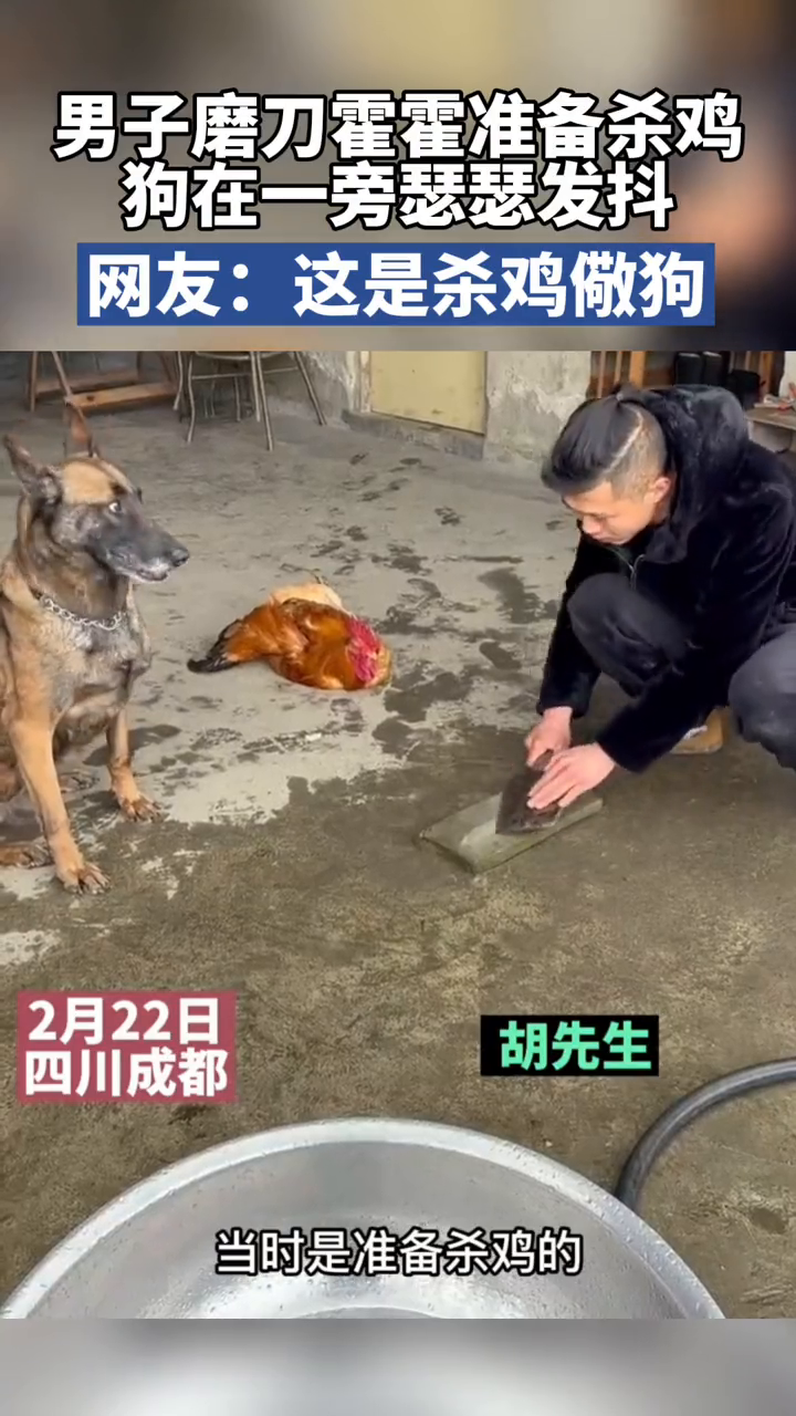 男子磨刀霍霍准备杀鸡狗在一旁吓得瑟瑟发抖