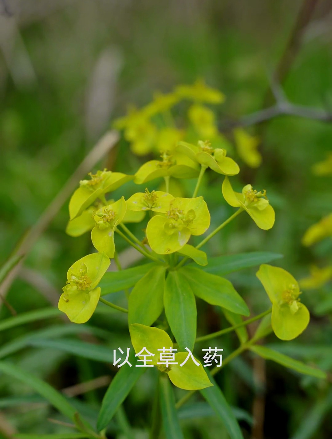 植物科普:泽漆,生长于田野路旁,白色汁液有毒-度小视