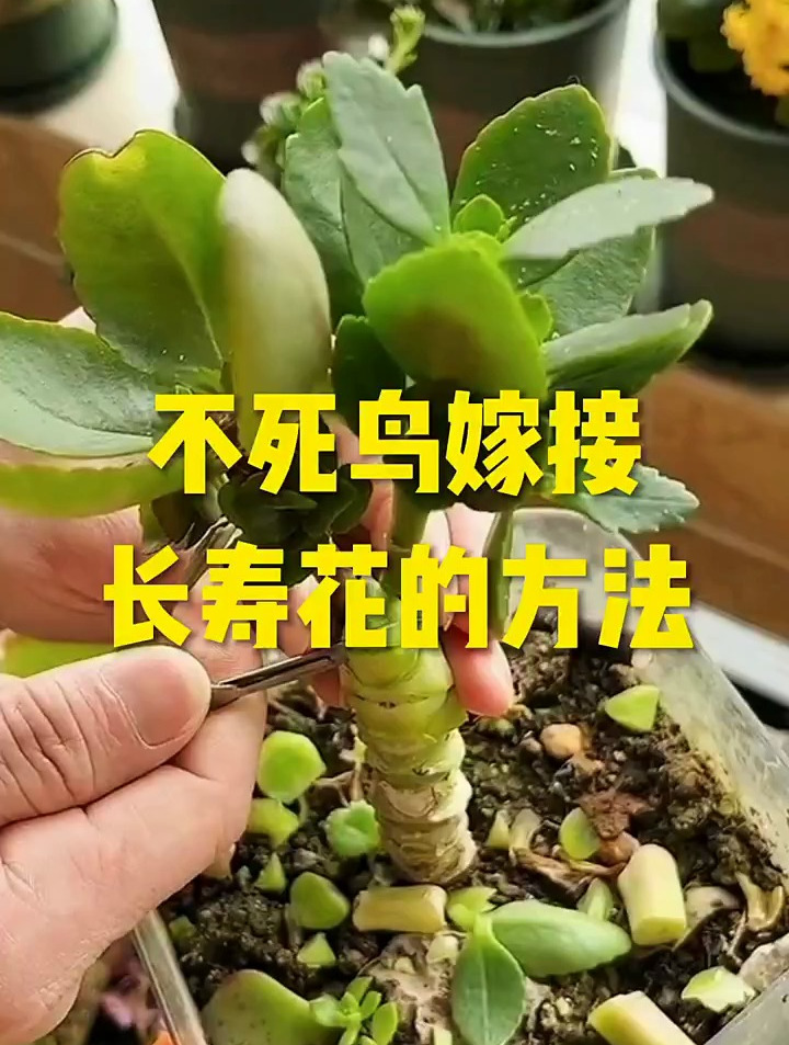 长寿花的繁殖方式图片