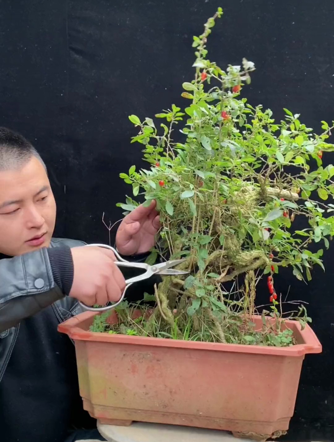 枸杞老桩盆景,象形桩喜欢吗?你看出像什么了吗-度小视