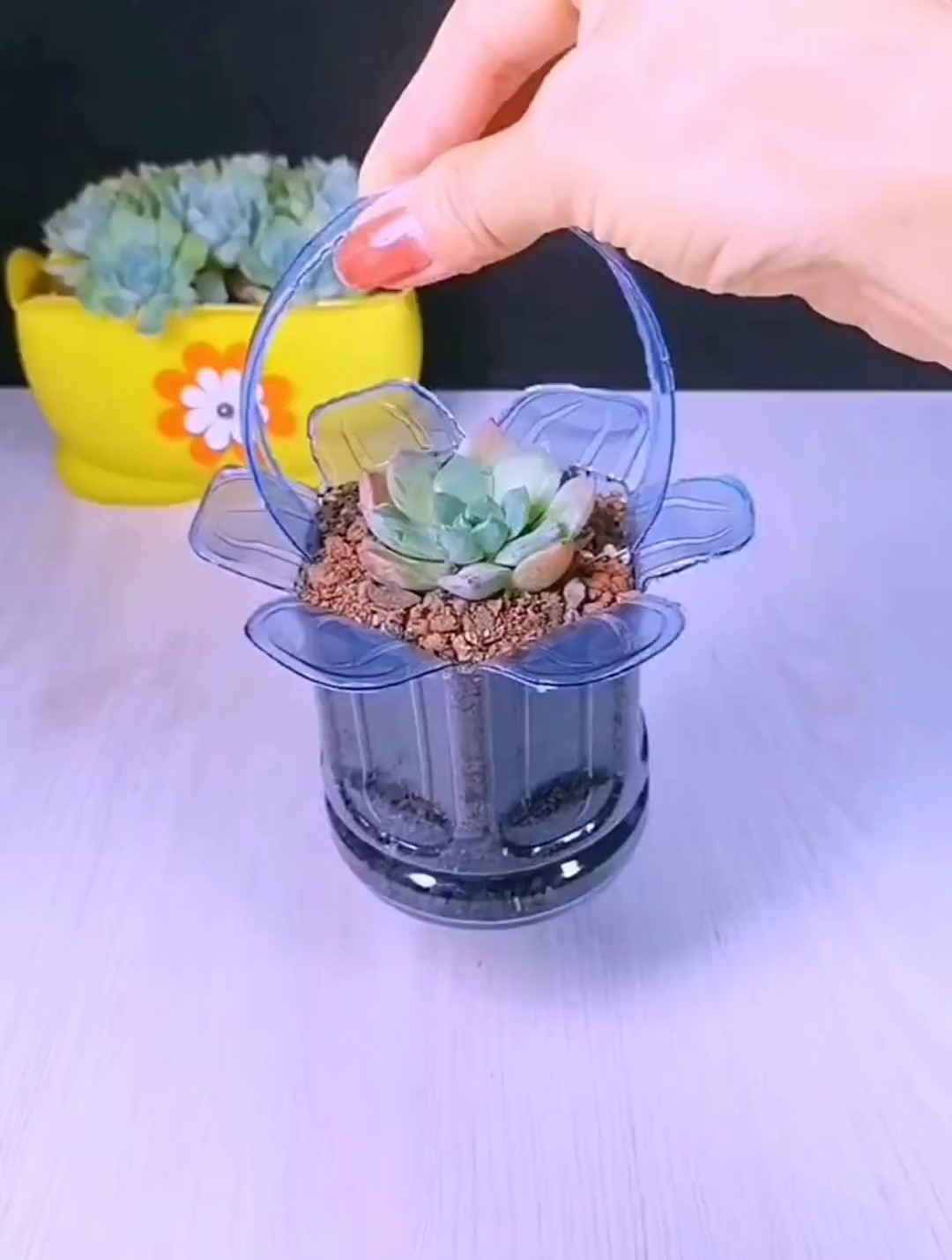 饮料瓶也可以做个小花盆,简单又实用