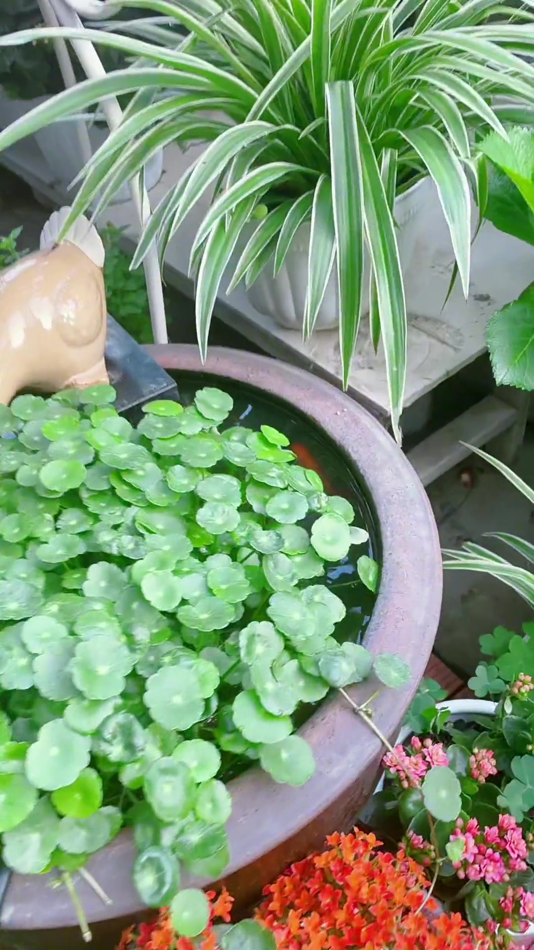 大缸养铜钱草可以用一个铁艺挂蓝挂在缸里