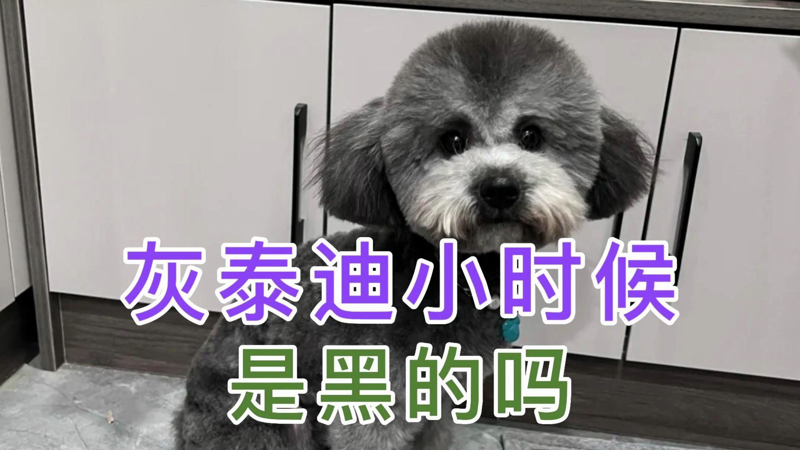 灰泰迪小时候是黑的吗