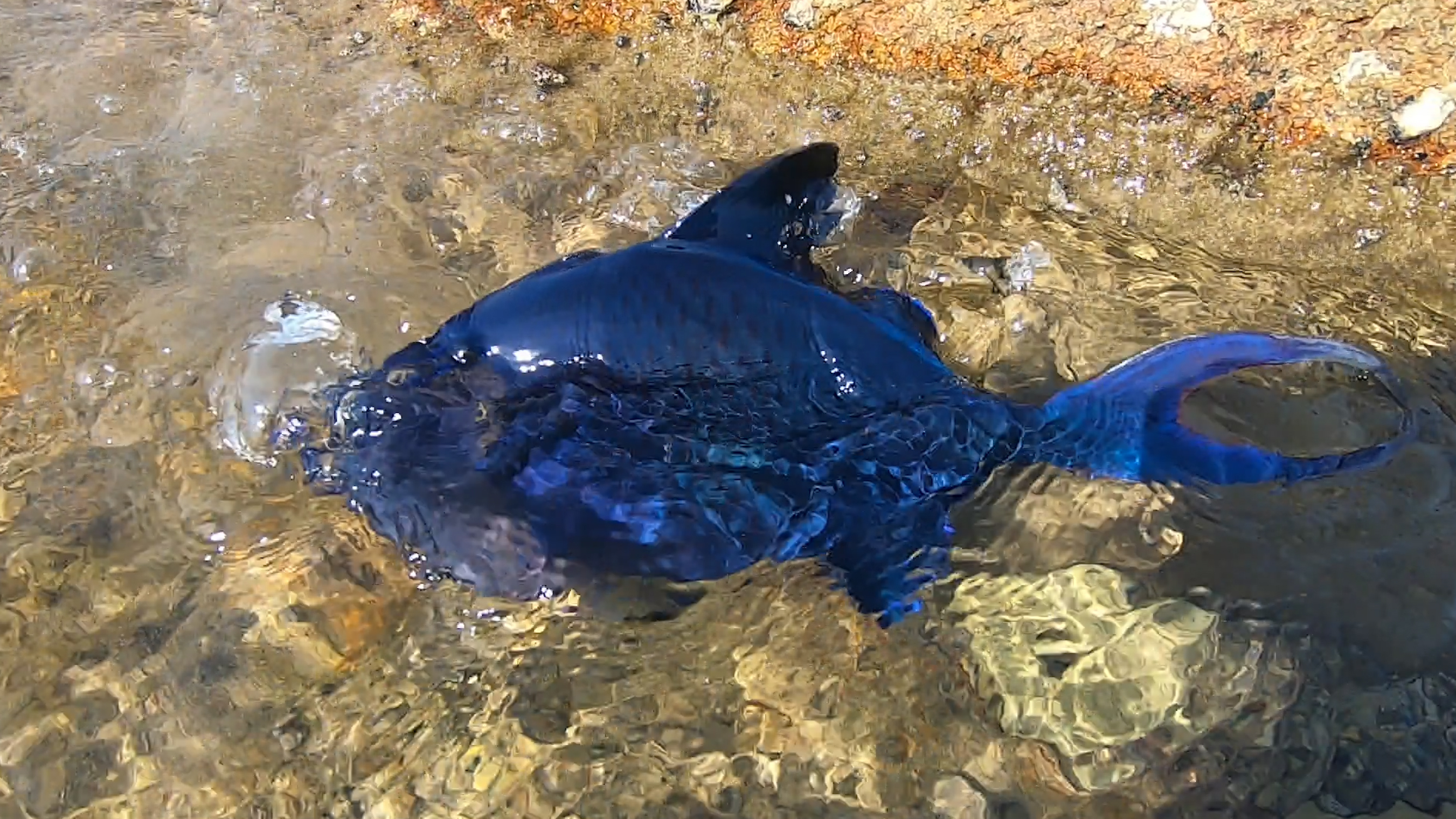 大潮后赶海竟发现稀奇的蓝色鱼货,燕子尾巴头长犄角,太漂亮了