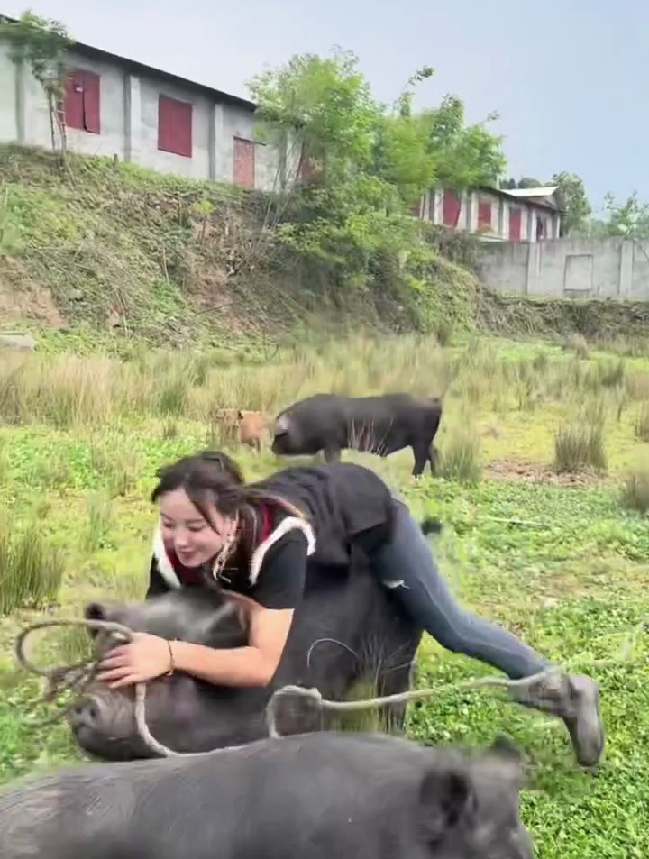 由于山上太偏远,没人来收购猪,自己背猪下山卖,村民走泥巴路