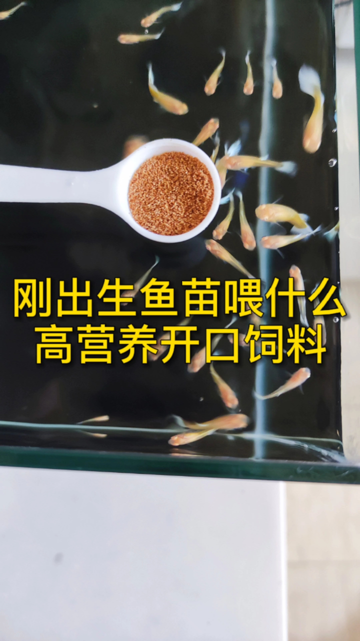 刚出生的小鱼苗喂什么营养高颗粒小的鱼苗开口饲料是首选