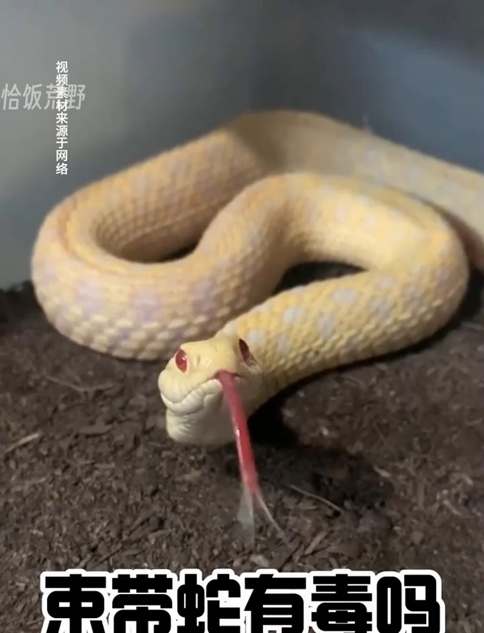 缠是什么动物