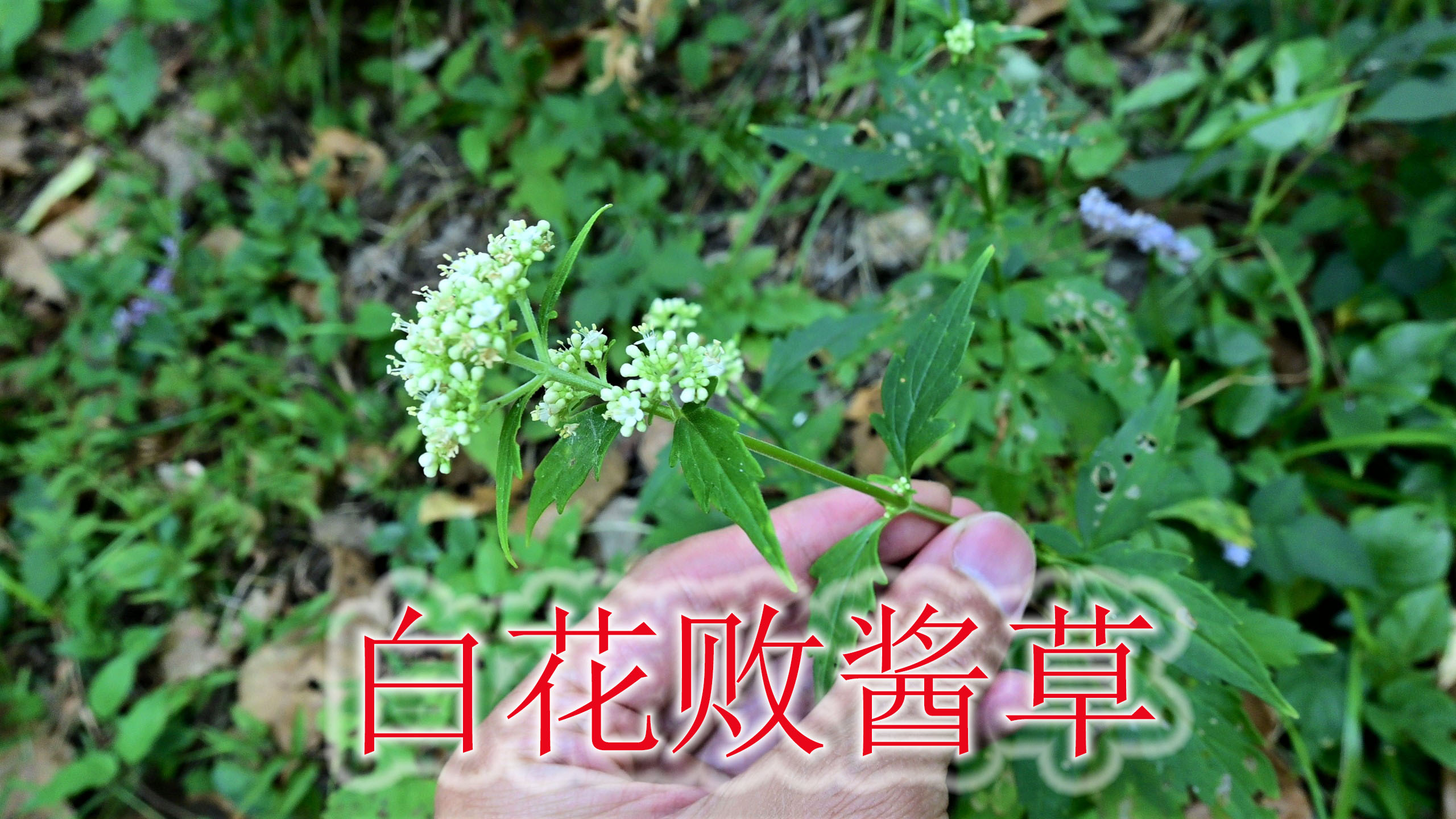 农村的白花败酱草是个宝,当地人称“消炎草”,普通植物且实用
