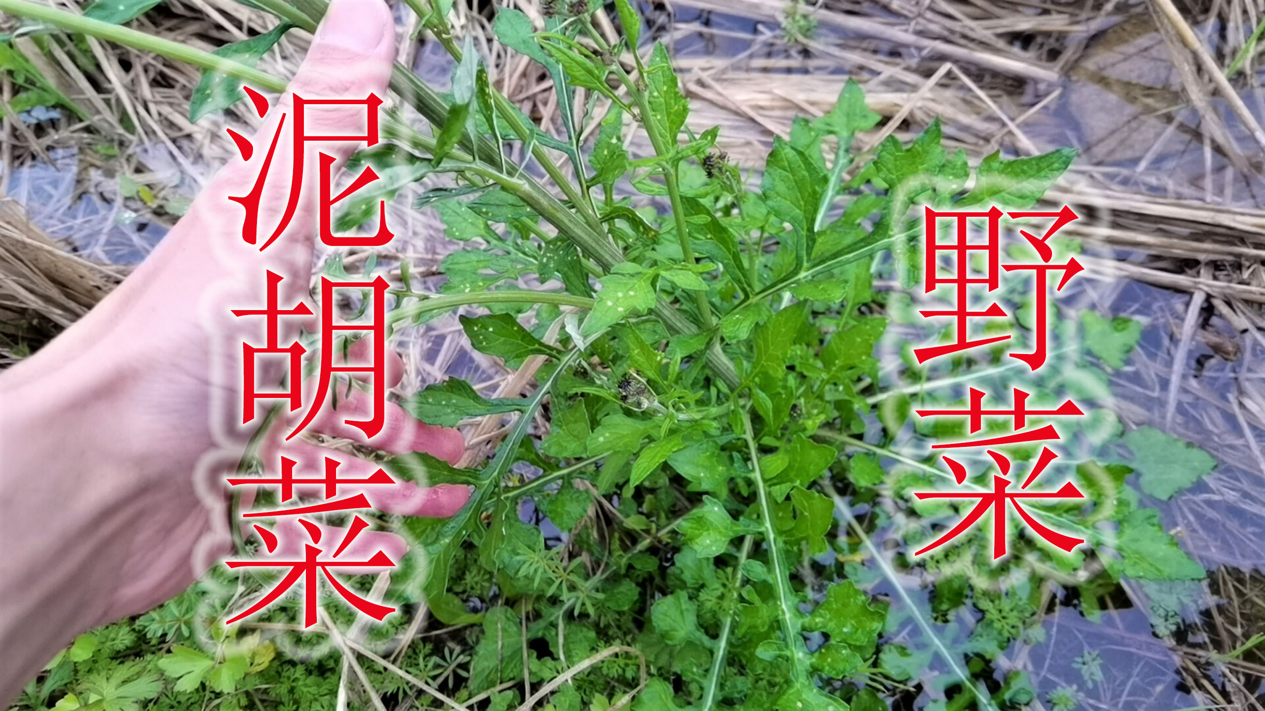 春天的泥胡菜是个宝,农村常采挖当野菜食用,遇见可别错过了!