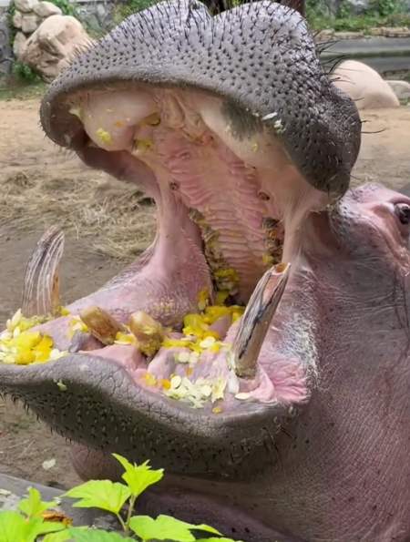 河马吃南瓜,长的大嘴巴,一看就喜欢吃-度小视