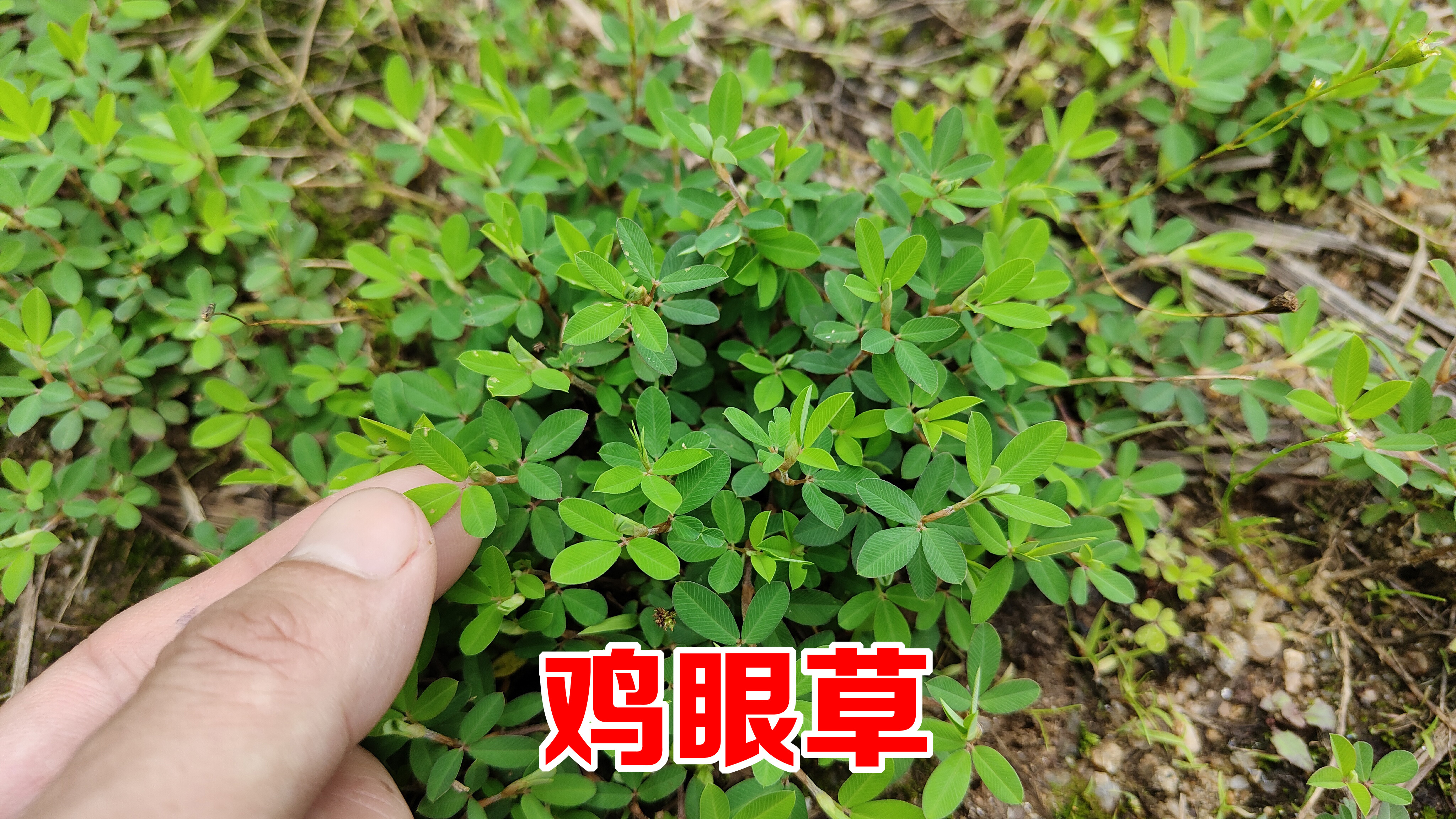 农村的“鸡眼草”,懂的人把它当作宝,这3大妙用很多人不知道!
