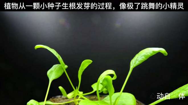 [图]你见过植物从一颗小种子生根发芽的过程吗？像极了跳舞的小精灵！