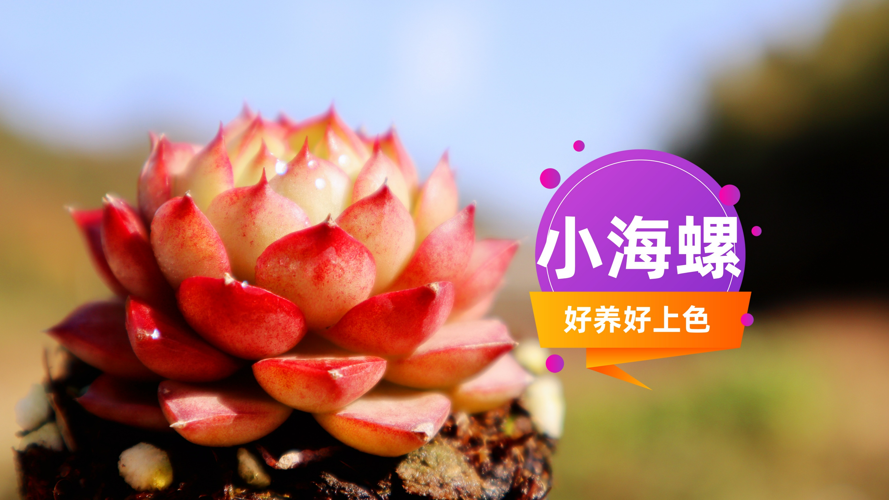 品种推荐018 小海螺 好养好上色不易徒长 颜色保持较好