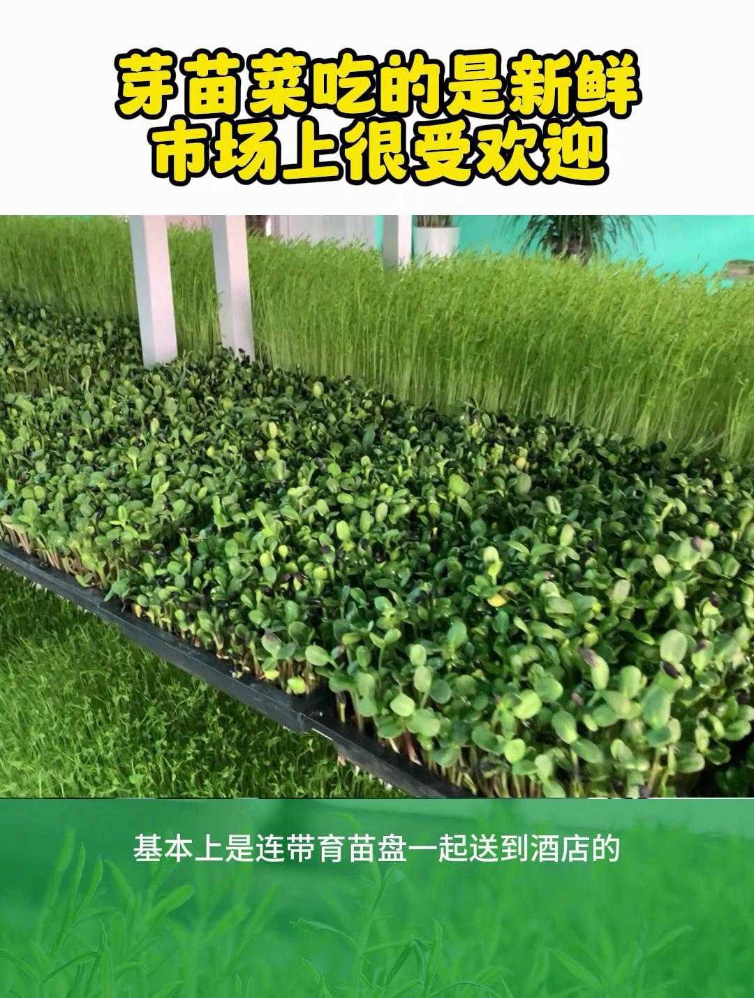 芽苗菜都是现吃现割,吃的是新鲜,市场很受欢迎的