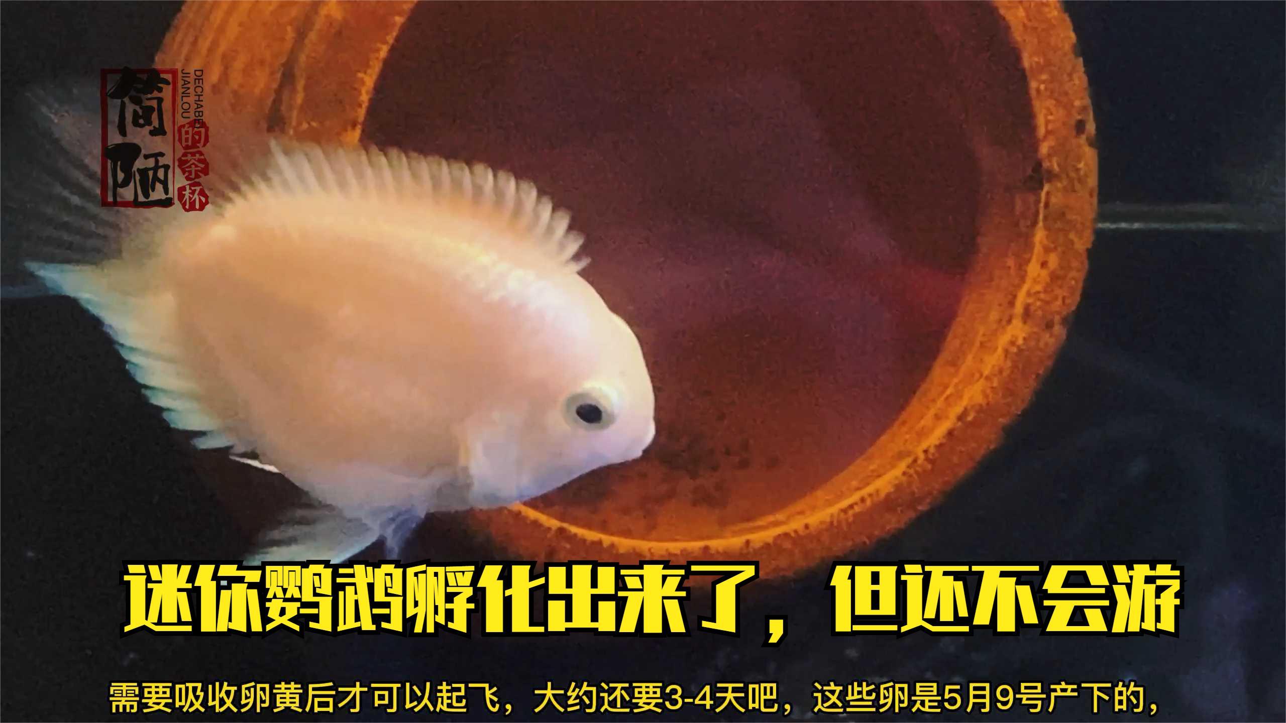 迷你鹦鹉孵化出来了,但还不会游