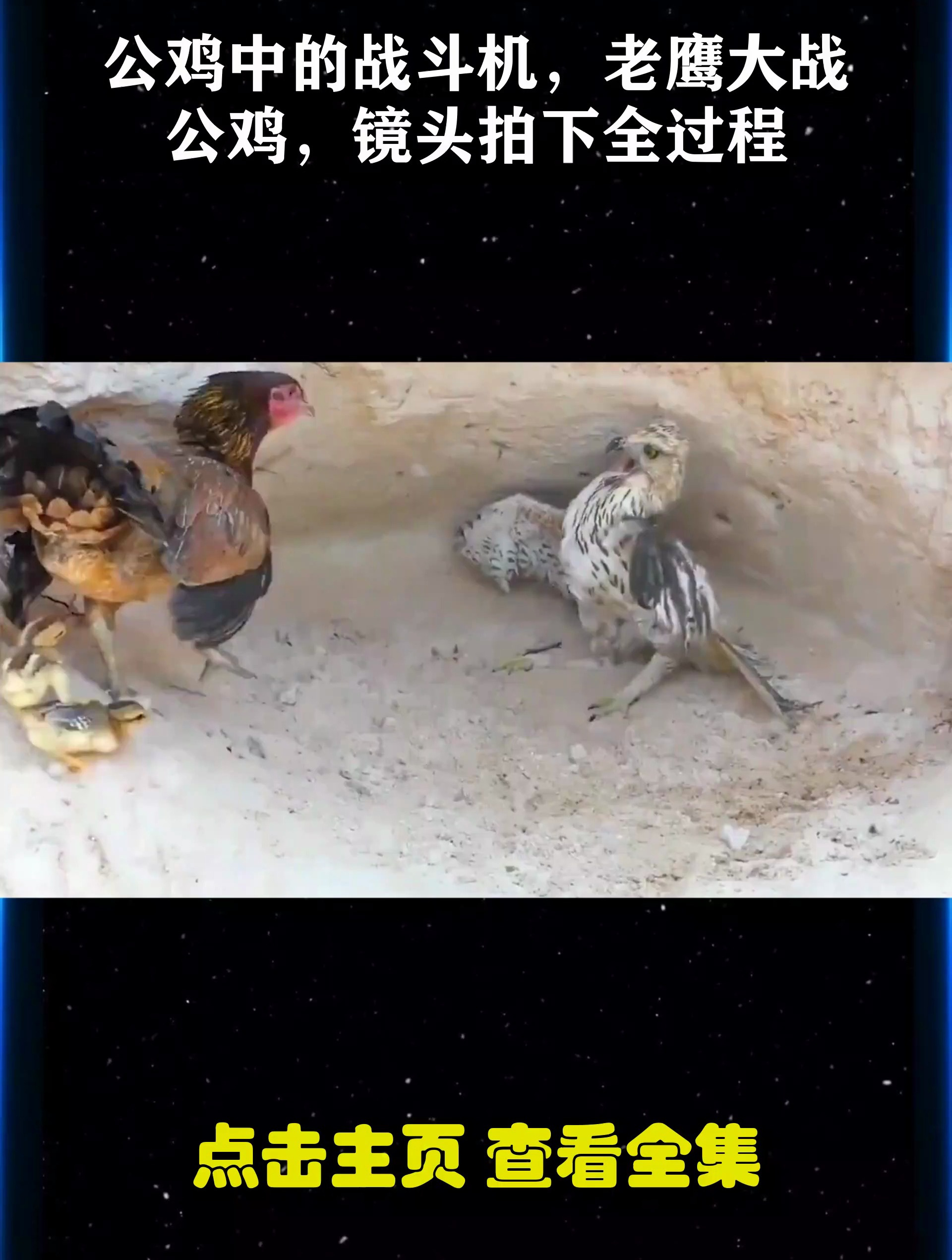 公鸡中的战斗机,老鹰大战公鸡,镜头拍下全过程
