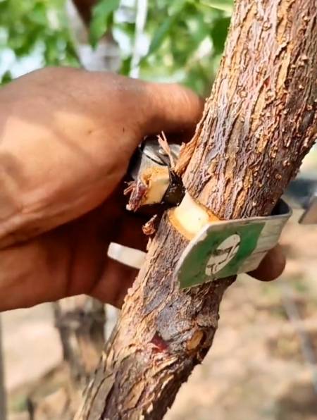 一代冬枣树环割可阻断回流的养分促进坐果 蟠枣树苗 2代冬枣苗-度小视