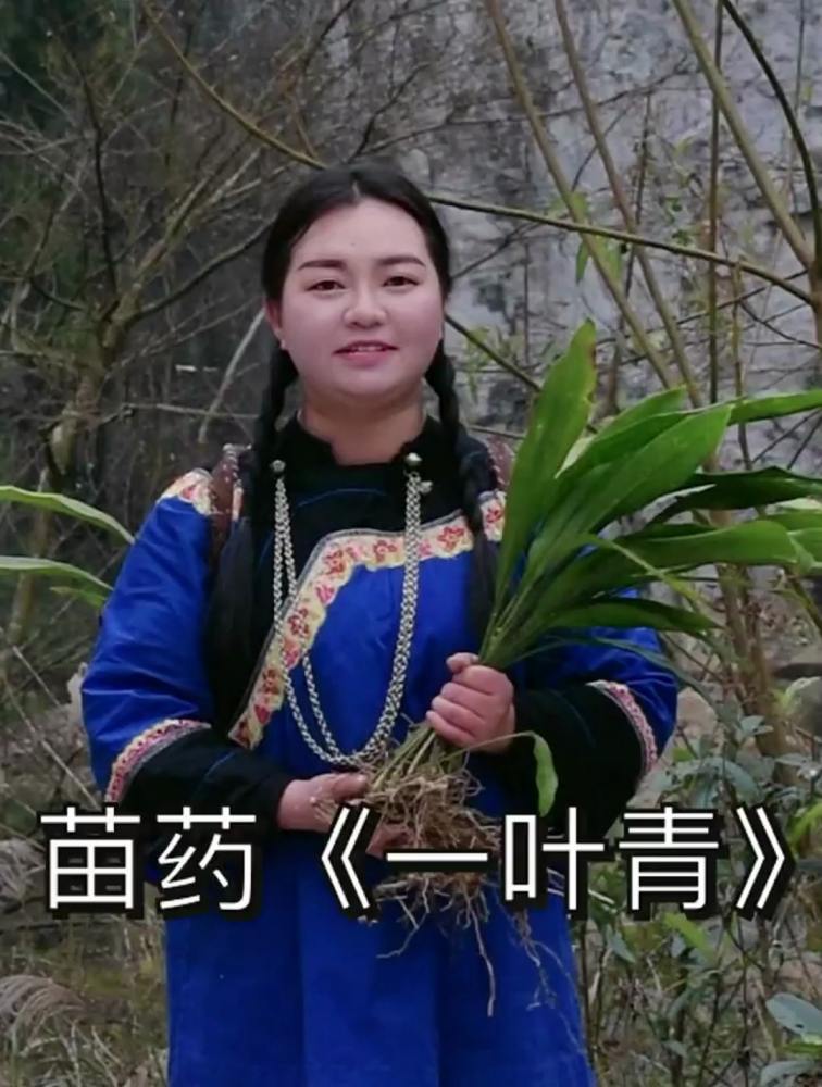 一叶青它的根长得像蜘蛛,所以别名也叫蜘蛛抱蛋,自然,植物,好看视频