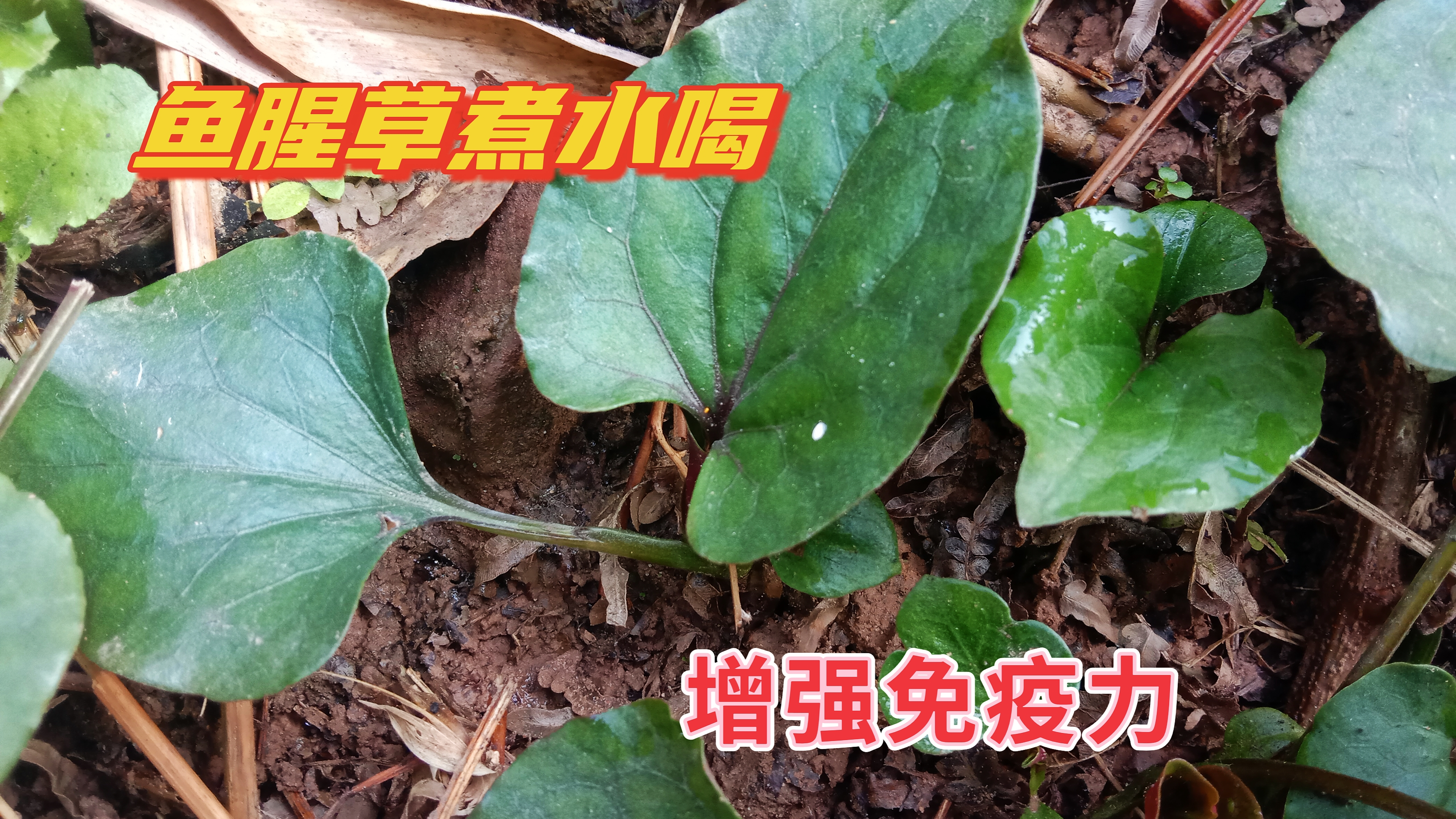 冬天还能见到它不容易,鱼腥草挖回家煮水喝,清热解毒身体好