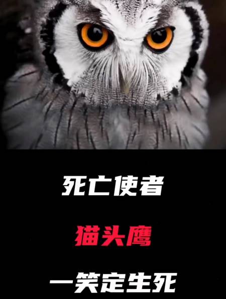 猫头鹰的恐怖笑声图片