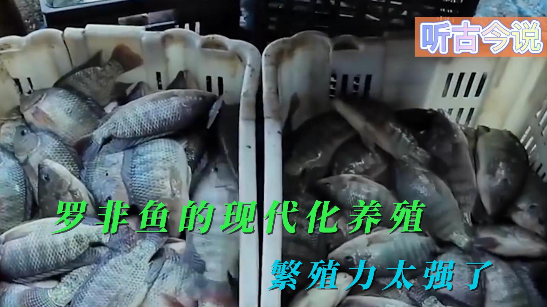 罗非鱼的现代化养殖,繁殖力太强了