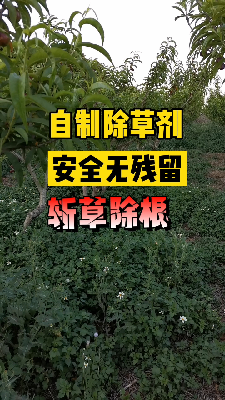 教你自制除草剂安全无残留