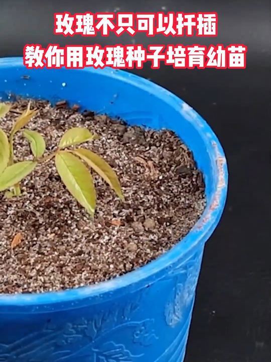 珍珠玫瑰花养殖方法图片