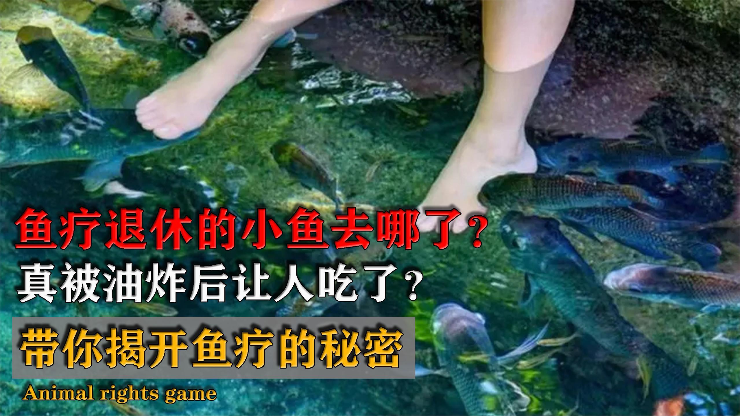 鱼疗退休的小鱼去哪了?真被油炸后让人吃了?带你揭开鱼疗的秘密