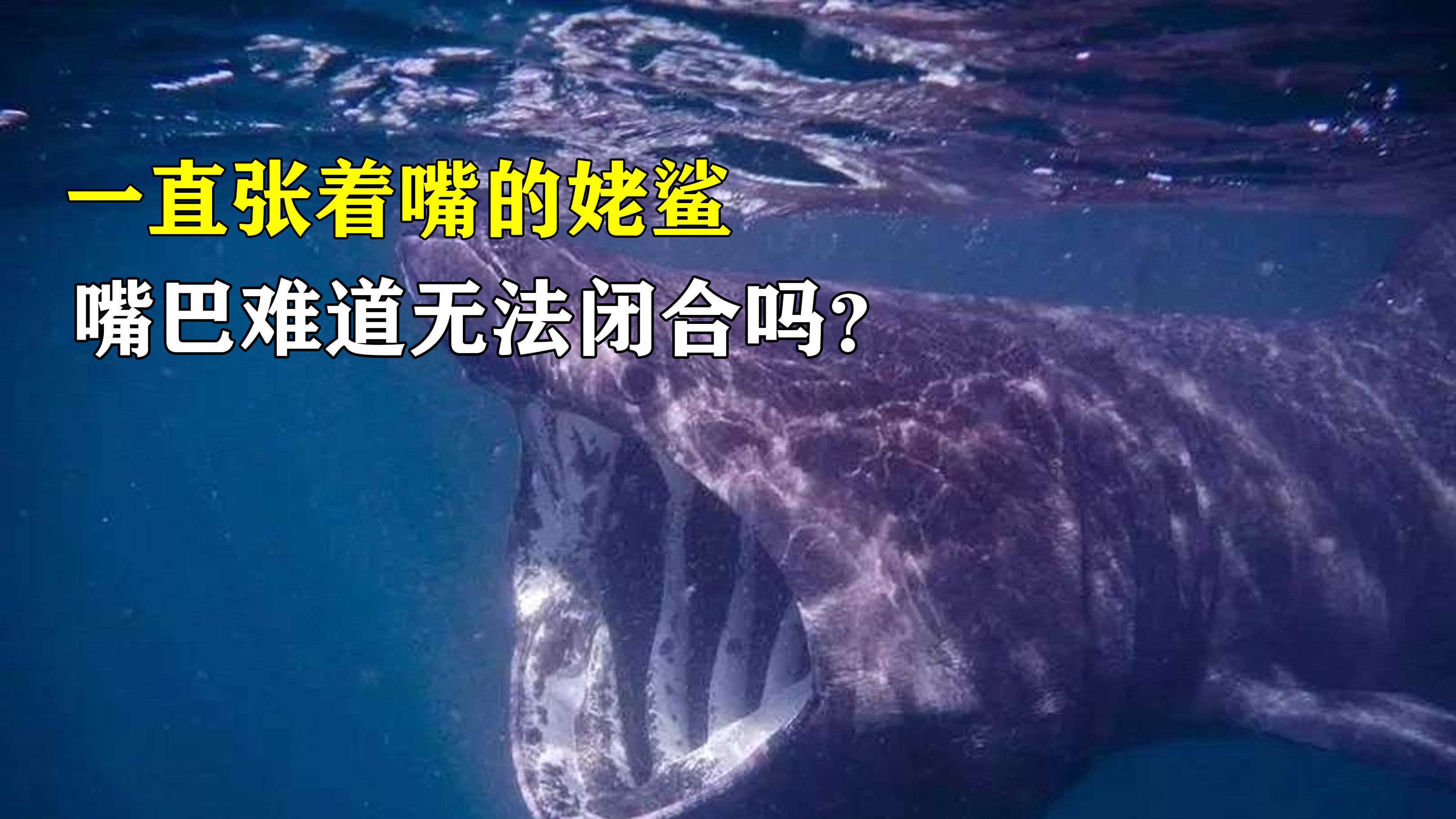 最温和的鲨鱼姥鲨,为什么要一直张着嘴巴?难道压根无法闭合吗?