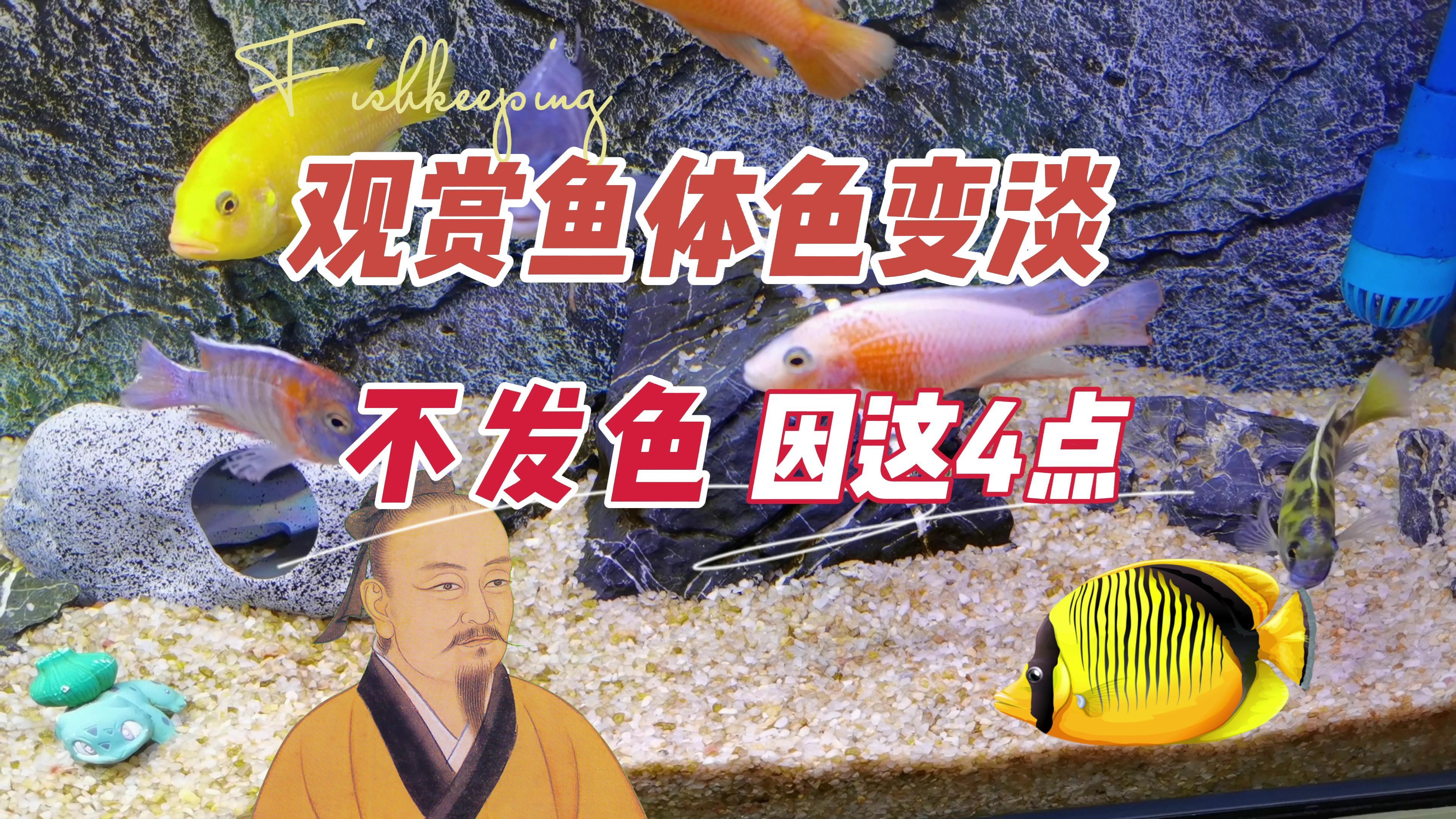 观赏鱼体色变淡变浅,不发色可能是因为这4点:养鱼笔记第3季44集