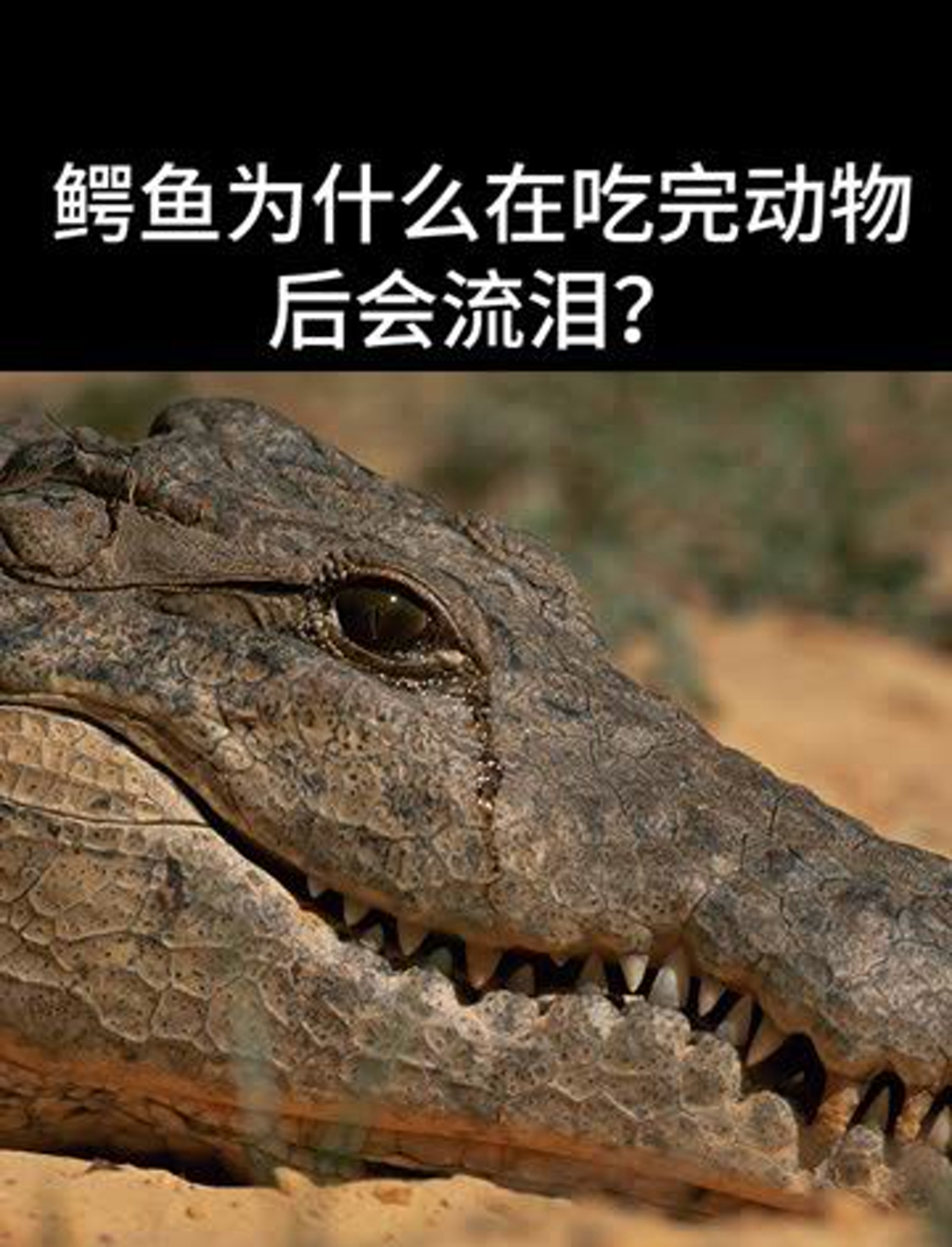 鳄鱼为什么在吃完动物后会流泪?