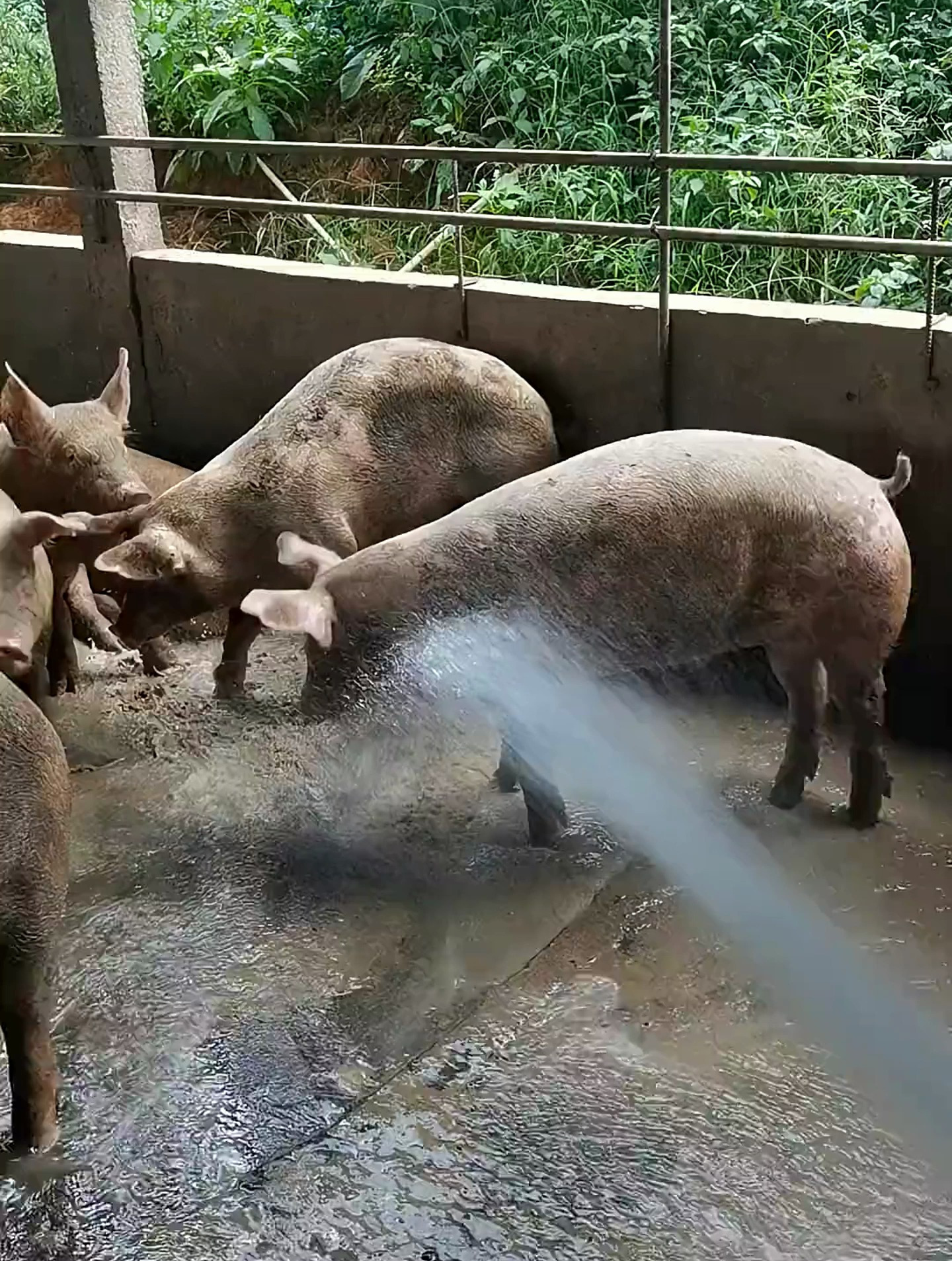 给猪洗澡 调皮的二师兄又来了