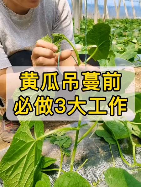 黃瓜吊蔓前,必須進行的三大操作,缺一不可,尤其是最後一個-度小視