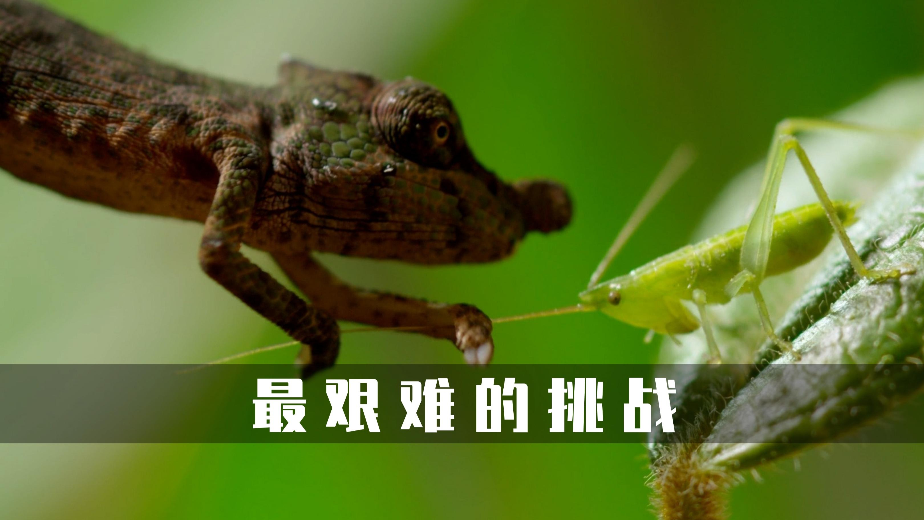 一年没有进食的尼罗鳄,达尔文树皮蛛如何织出世界上最大的蛛网