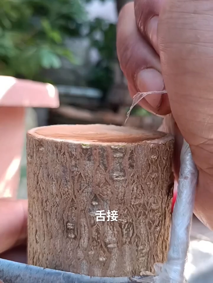 舌接嫁接技术示范!