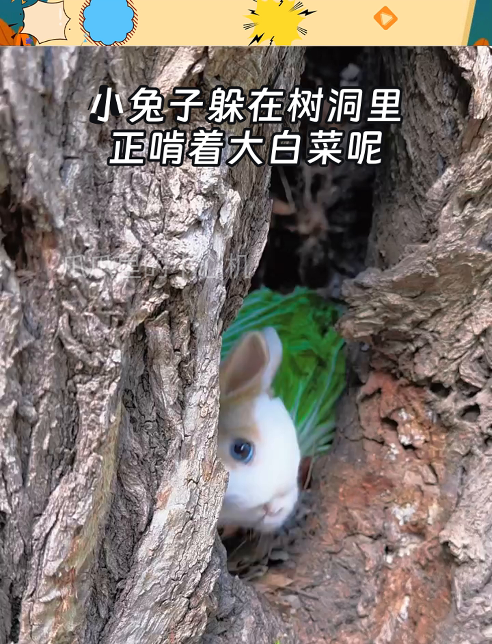小兔子躲在树洞里,正啃着大白菜呢
