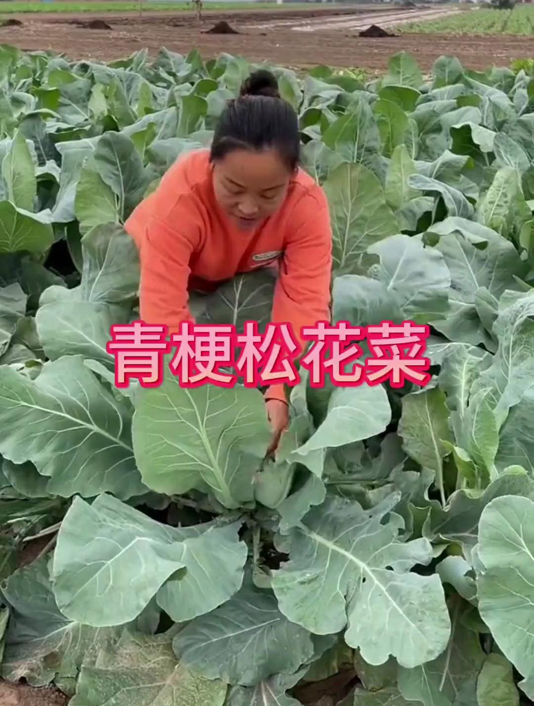 6-7月份又到了种植的季节,给大家推荐一款青梗松花菜