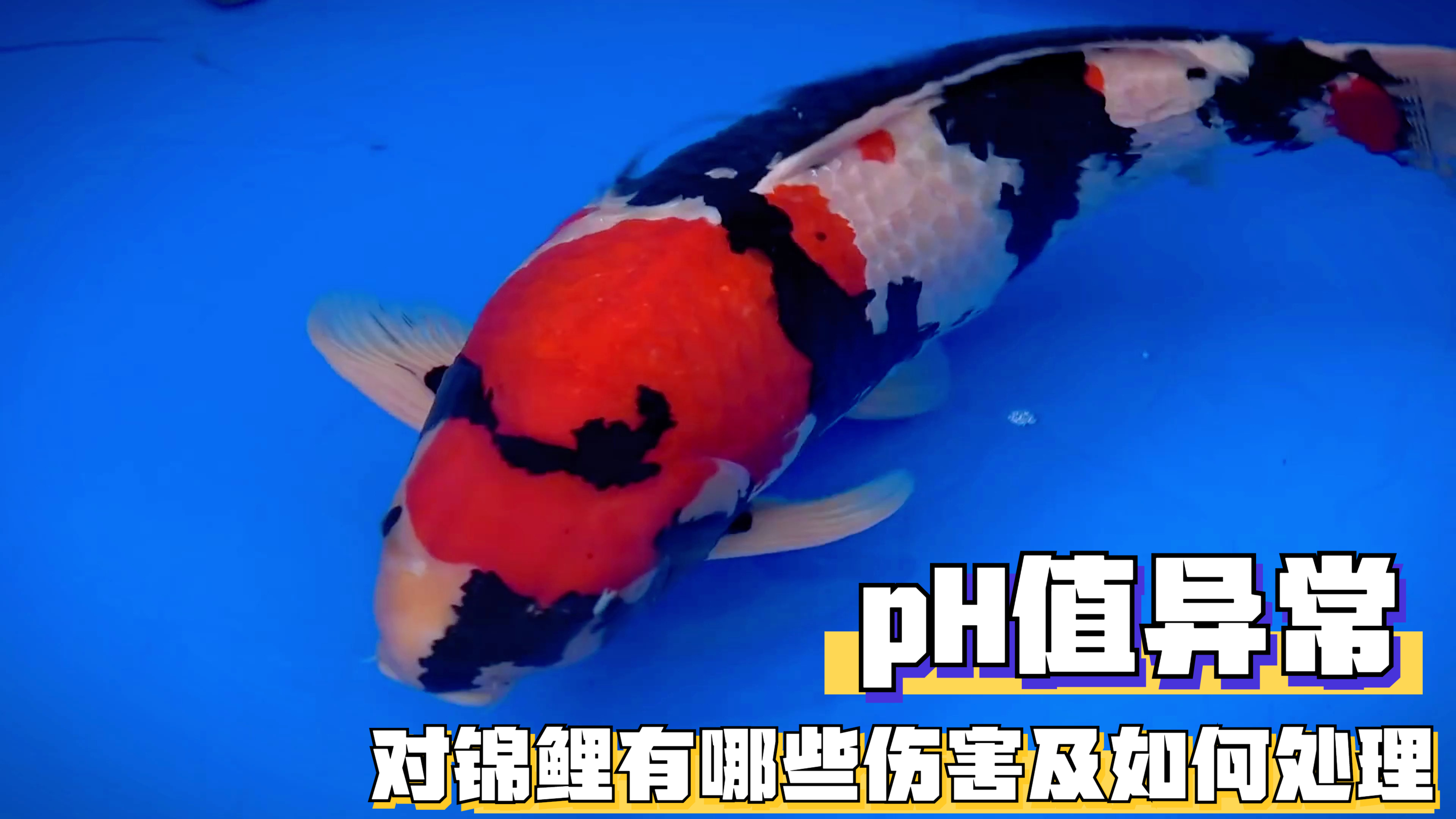 锦鲤饲养水体的pH值异常,对锦鲤有哪些伤害及如何处理