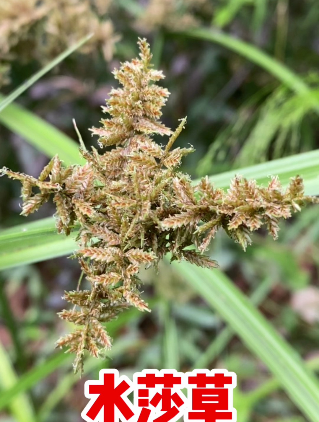 莎草根茎