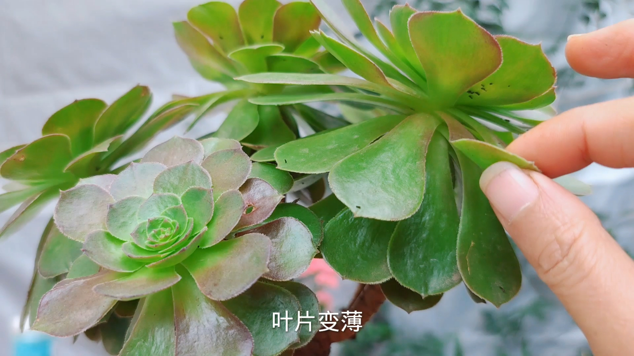 法师多肉为什么不能在家里养？法师养在室内，容易出现3个问题