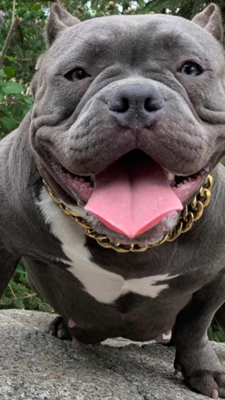 我的恶霸犬,真霸气