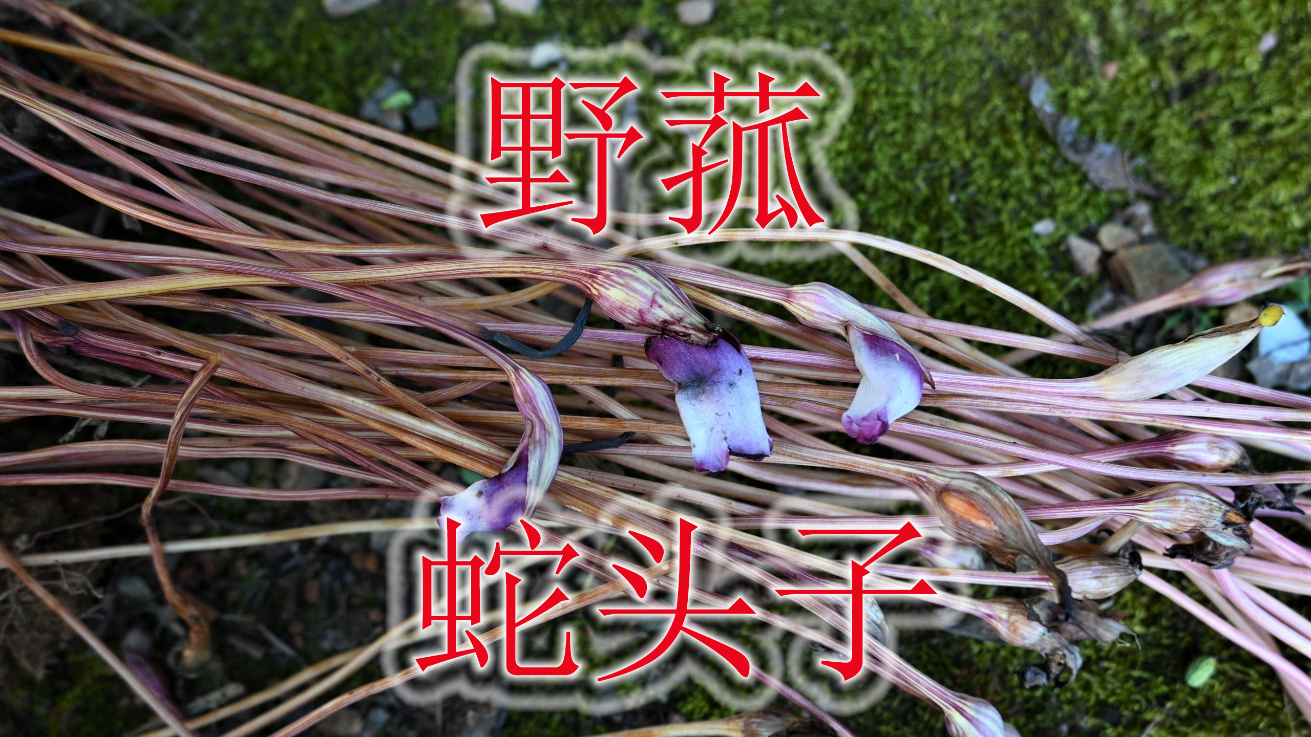 稀缺蛇药植物“野菰”,农村俗称“蛇头子”,遇见认识的人少