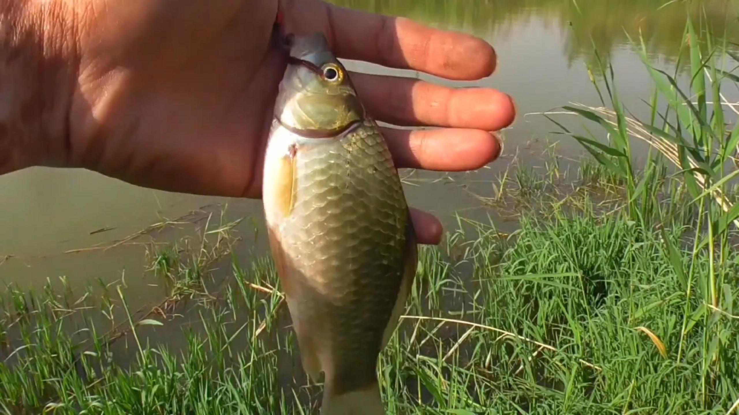 水底越复杂,大鲫鱼越多,只要找好底,大板鲫能钓一箩筐